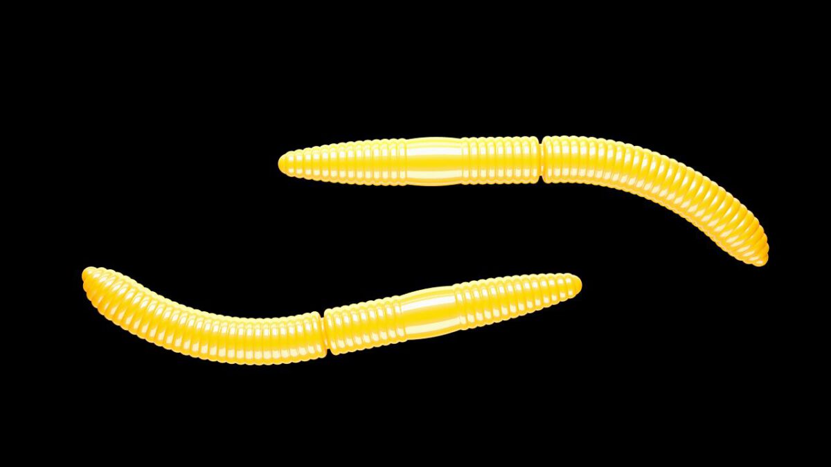 Fatty D'Worm 007 YELLOW.jpg