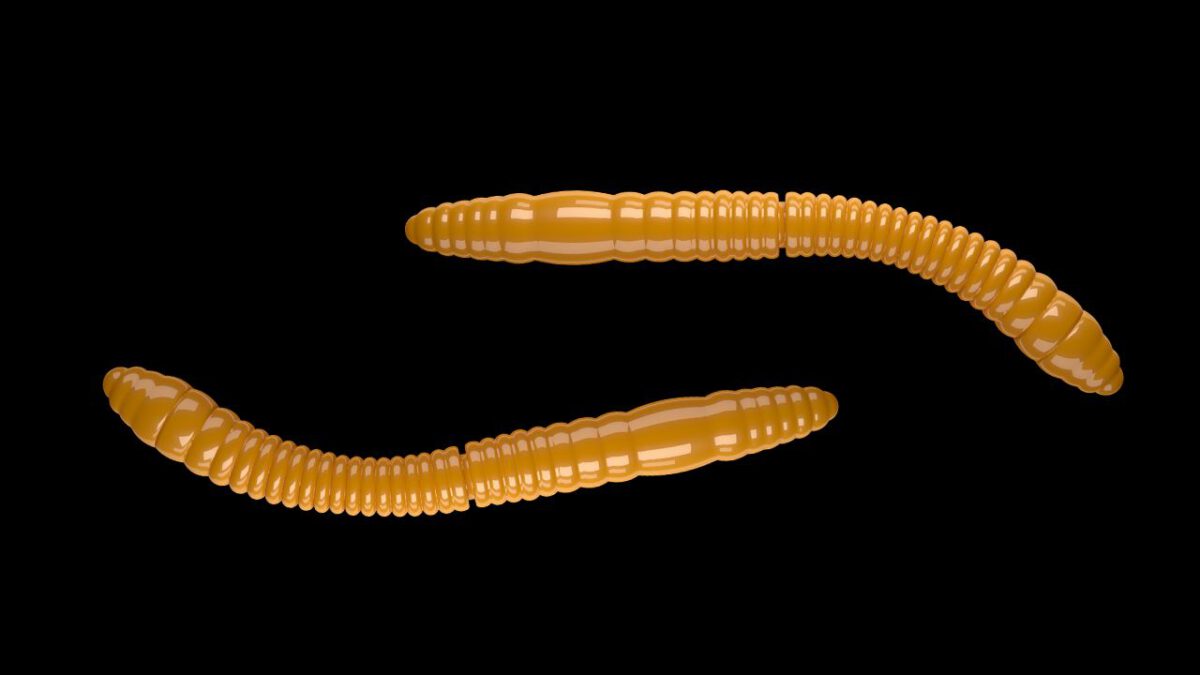 Fatty D'Worm Tournament 55 008 DARK YELLOW.jpg