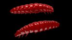 Larva 021 RED.jpg