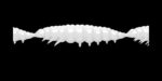 Larva MULTI 001 WHITE_1.jpg