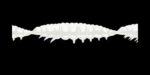 Larva MULTI 004 silver PEARL_1.jpg
