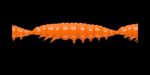 Larva MULTI 011 HOT ORANGE_1.jpg
