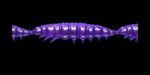 Larva MULTI 020 PURPLE WITH GLITTER_1.jpg