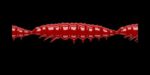 Larva MULTI 021 RED_1.jpg