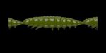 Larva MULTI 031 OLIVE_1.jpg