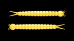 Slight Worm 007 YELLOW.jpg