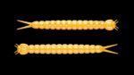 Slight Worm 008 DARK YELLOW.jpg
