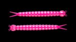 Slight Worm 019 HOT PINK.jpg