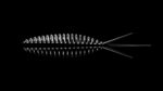 Turbo Worm 56 - 040 - BLACK.jpg