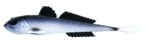 Libra Lures - Gobio - 003 Blue Whitefish.jpg