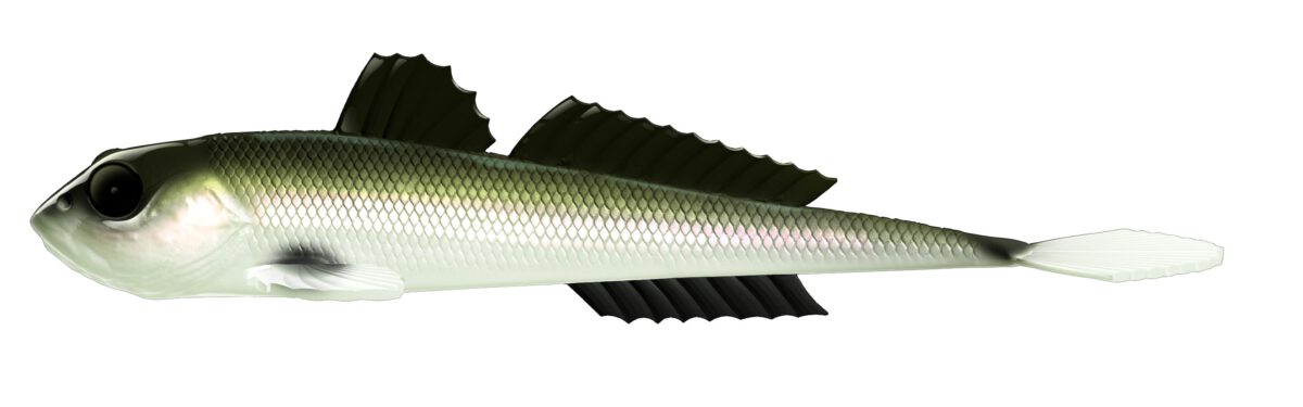 Libra Lures - Gobio - 031 Olive Whitefish.jpg