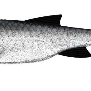 Libra Lures - Kraken Shad - 002 Ghost.jpg