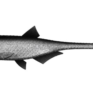 Libra Lures - Bleak - Slug Tail - 002 Ghost.jpg