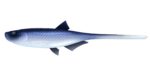 Libra Lures - Bleak - SLug Tail - 003 Blue Whitefish.jpg