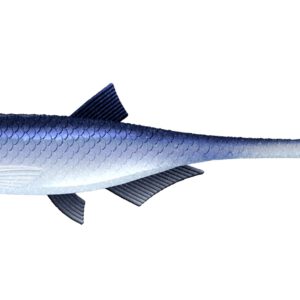 Libra Lures - Bleak - SLug Tail - 003 Blue Whitefish.jpg