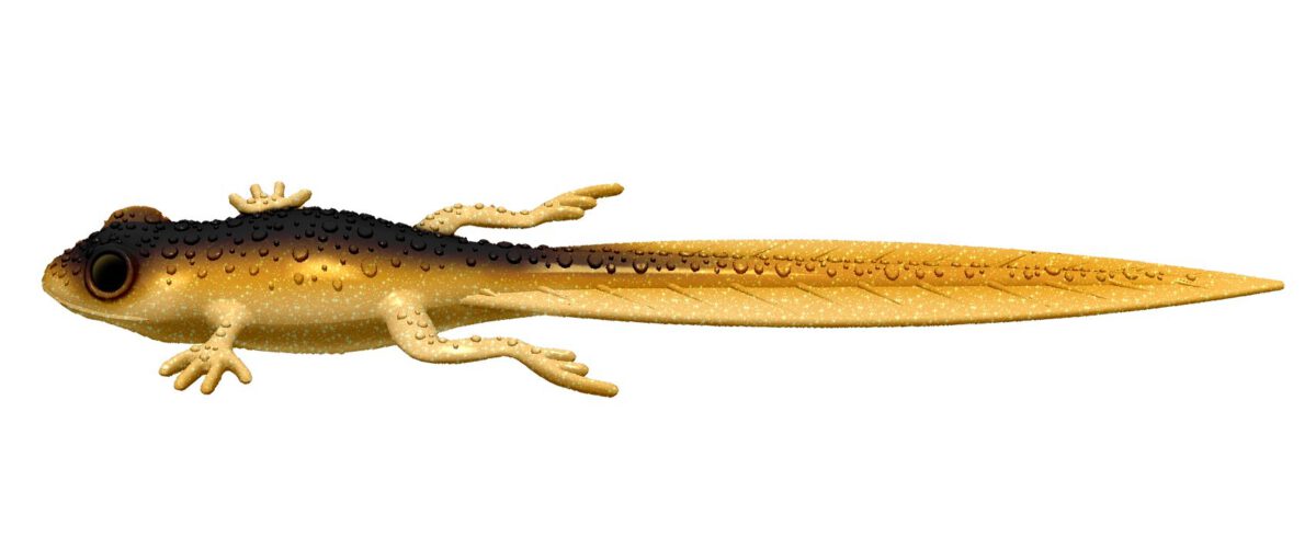 Libra Lures - Frog - 009 Gold.jpg