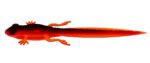 Libra Lures - Frog - 011 Hot Orange.jpg