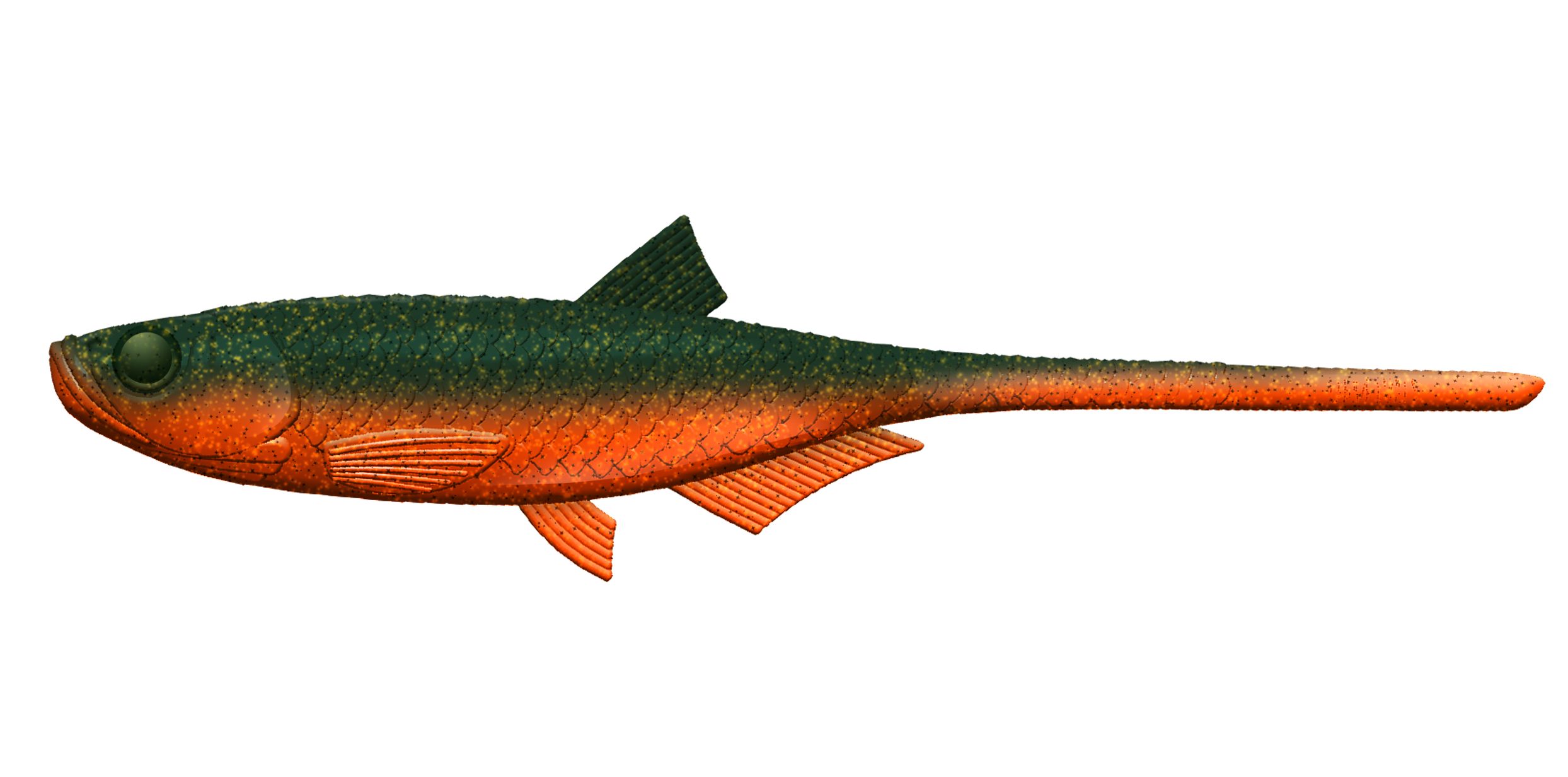 libra-lures-bleak-slug-tail-111-angry-carrot-jpg-2 Libra Lures - Bleak - Slug Tail - 111 Angry Carrot.jpg