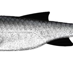 Libra Lures - Kraken Shad - 002 Ghost.jpg