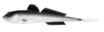 Libra Lures - Gobio - 001 White.jpg