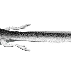 Libra Lures - Frog - 002 Ghost.jpg