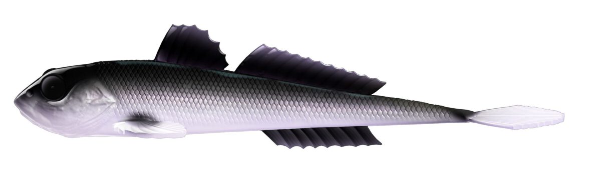 Libra Lures - Gobio - 120 Violet Shine.jpg