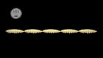 Larva Multi #005.jpg