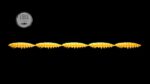 Larva Multi #008.jpg