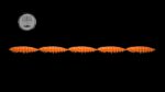 Larva Multi #011.jpg