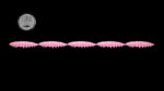 Larva Multi #017.jpg