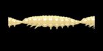 Larva MULTI 005 CHEESE_1.jpg