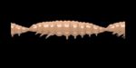 Larva MULTI 035 PELLETS_1.jpg