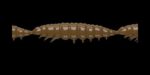Larva MULTI 038 BROWN_1.jpg