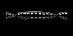 Larva MULTI 040 BLACK_1.jpg