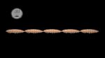 Larva Multi #035.jpg