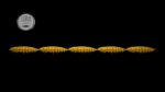 Larva Multi #036.jpg