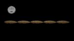Larva Multi #038.jpg