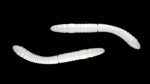 Fatty D'Worm Tournament 55 004 SILVER PEARL.jpg