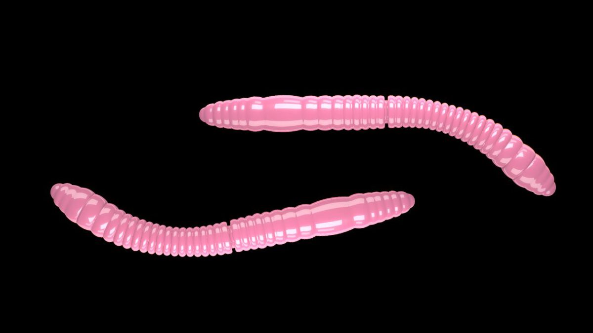 Fatty D'Worm Tournament 55 017 BUBBLEGUM.jpg