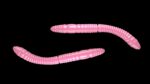 Fatty D'Worm Tournament 55 017 BUBBLEGUM.jpg
