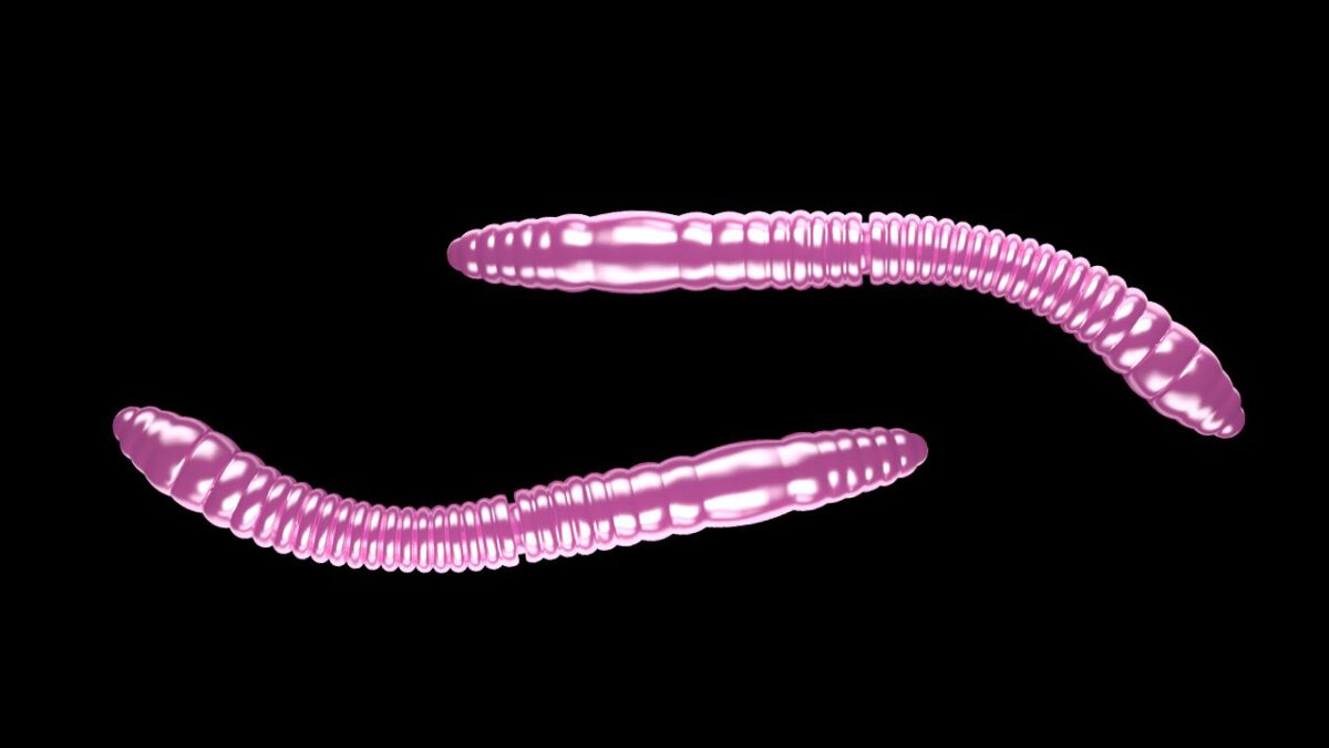Fatty D'Worm Tournament 55 018 PINK PEARL .jpg