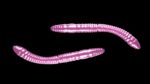 Fatty D'Worm Tournament 55 018 PINK PEARL .jpg