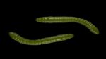 Fatty D'Worm Tournament 55 031 OLIVE.jpg