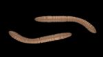 Fatty D'Worm Tournament 55 035 PELLETS.jpg