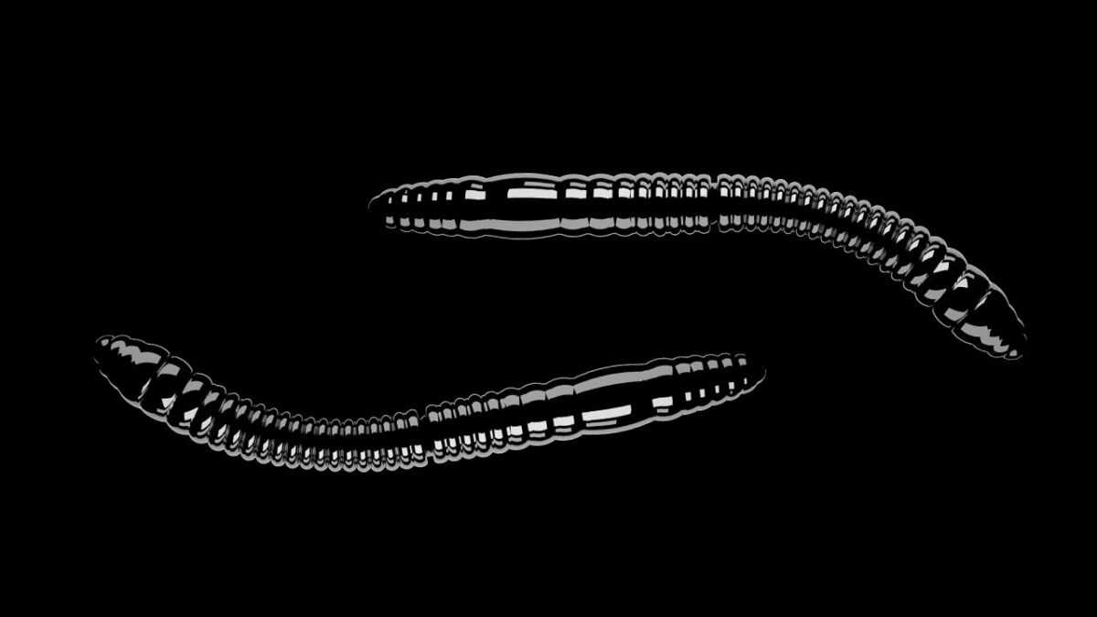 Fatty D'Worm Tournament 55 040 BLACK.jpg