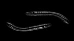 Fatty D'Worm Tournament 55 040 BLACK.jpg