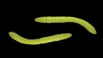 Fatty D'Worm Tournament 55  006 HOT YELLOW.jpg