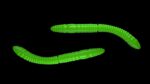 Fatty D'Worm Tournament 55  026 HOT GREEN.jpg