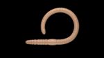 Flex Worm 85 -  035 - Pellets.jpg