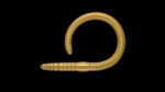 Flex Worm 85 -  036 - Coffee Milk.jpg